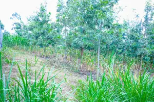 Prime 1/4-Acre Residential Plot for Sale Kikuyu, Thamanda
