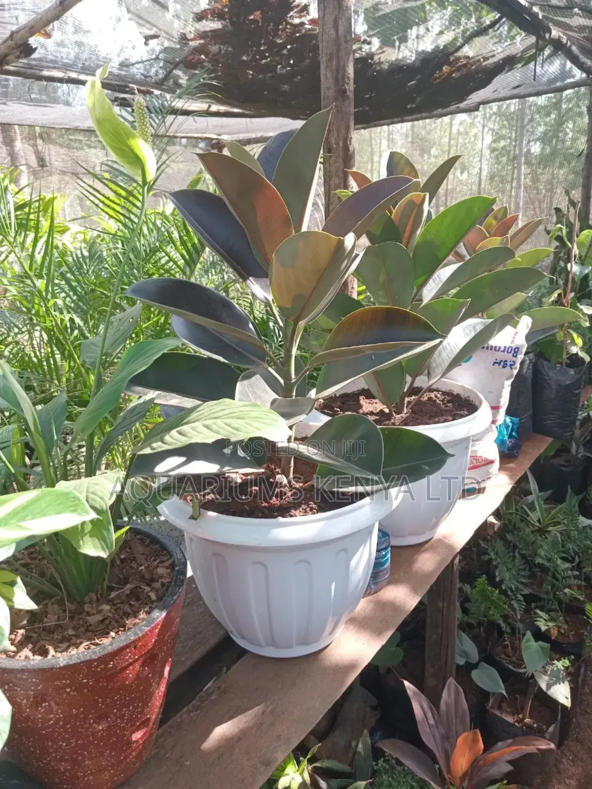 Rubber Plant,Plants