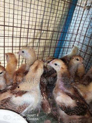 Rainbow Rooster F1 Chicks - 2 Weeks Old for Sale - thumbnail 2
