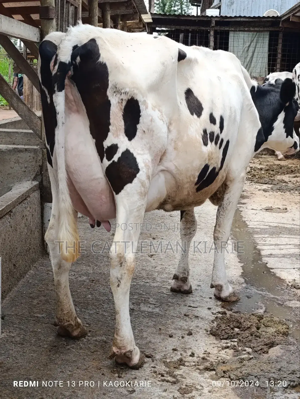 Dairy Farming
