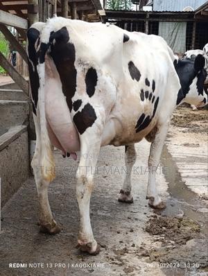 Dairy Farming - thumbnail 2