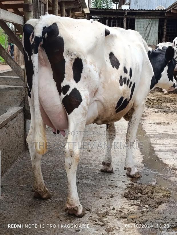 Dairy Farming - main view