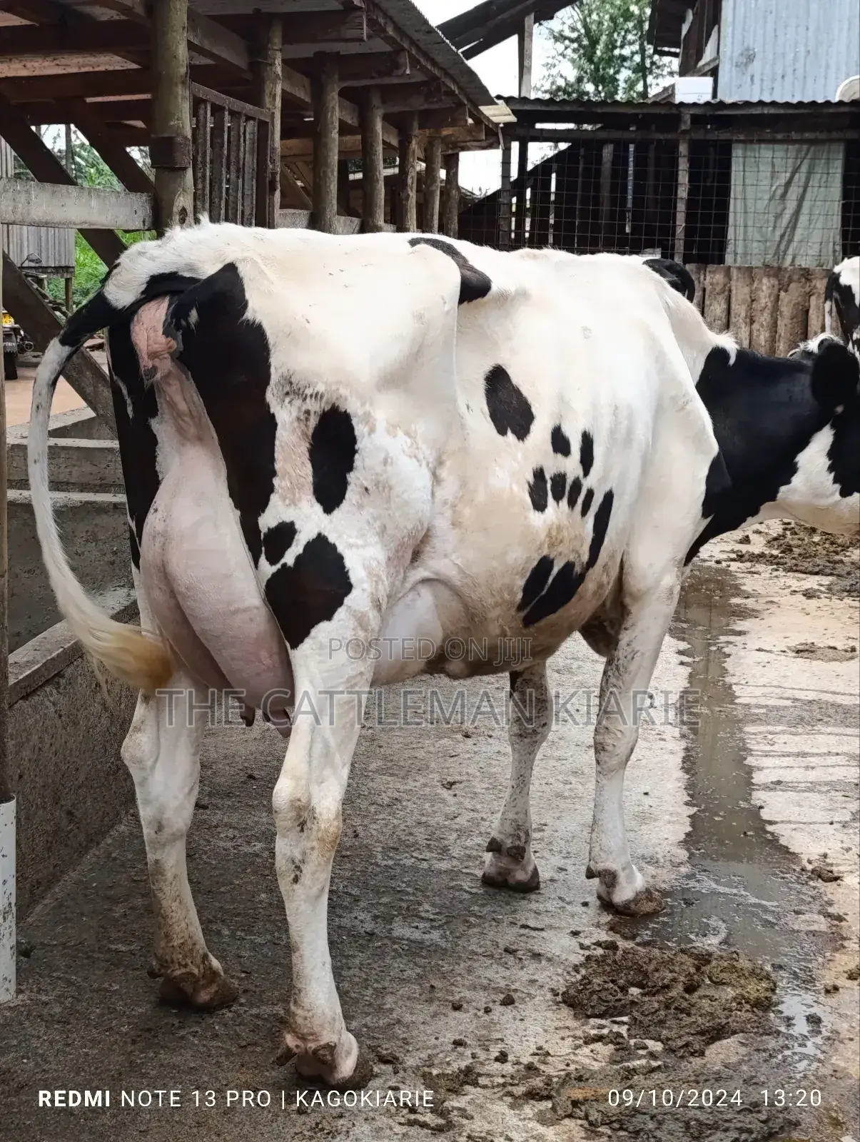 Dairy Farming