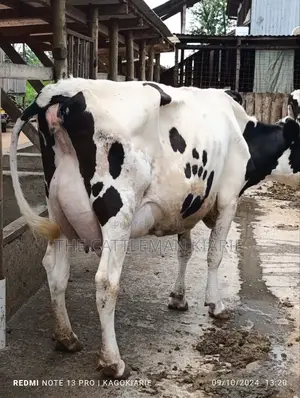 Dairy Farming