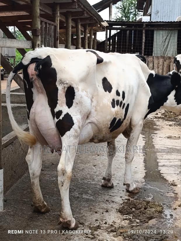 Dairy Farming - thumbnail 3