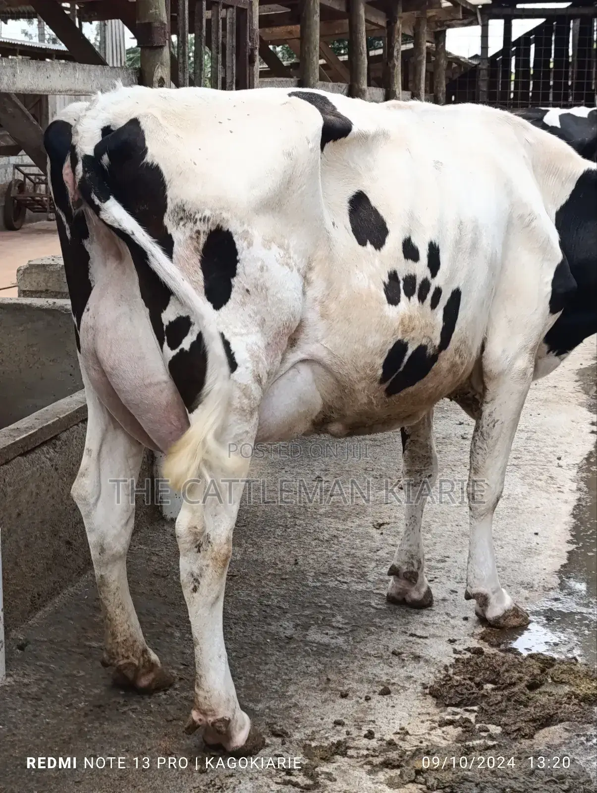 Dairy Farming