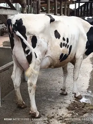 Dairy Farming