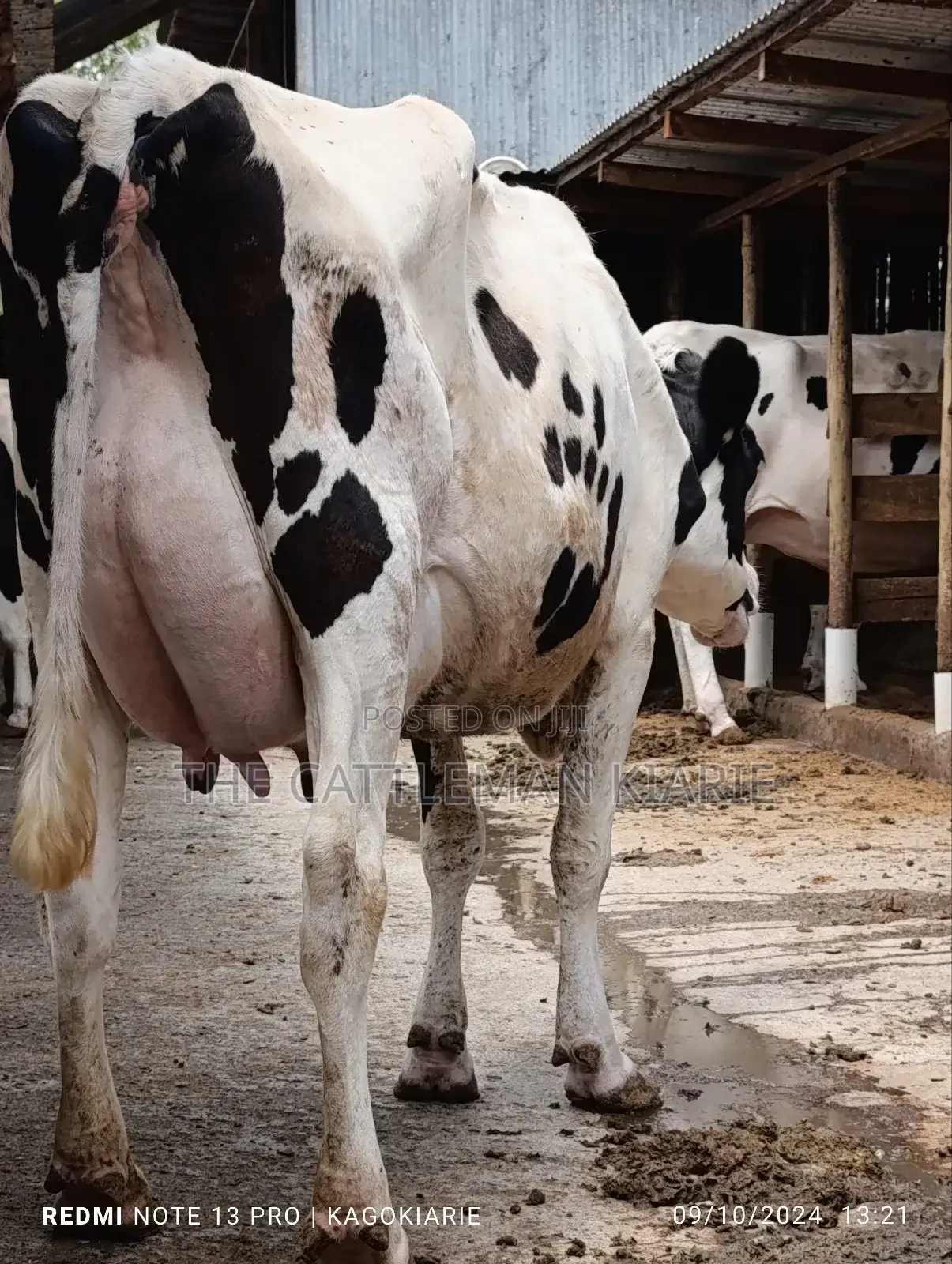 Dairy Farming