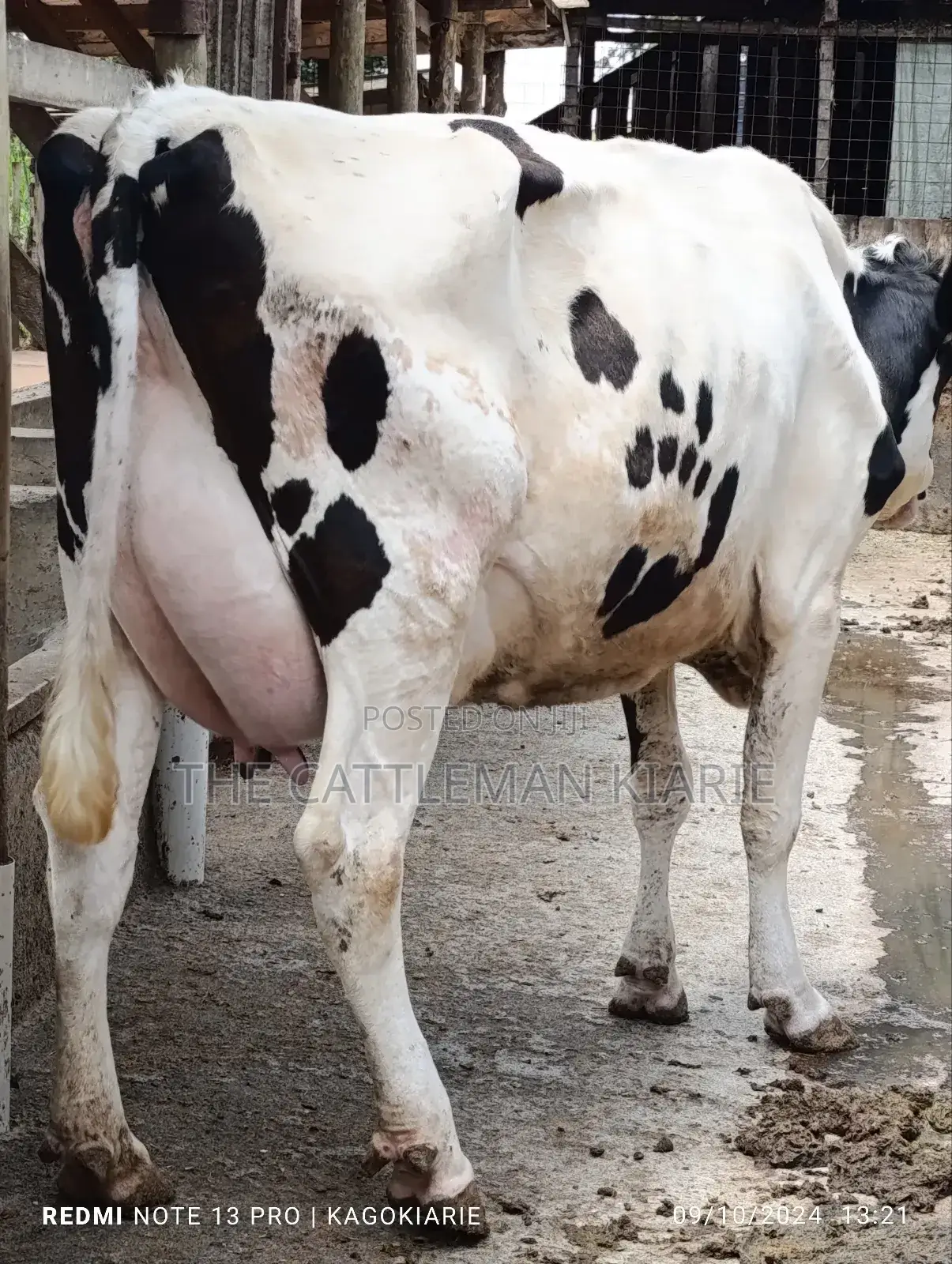 Dairy Farming