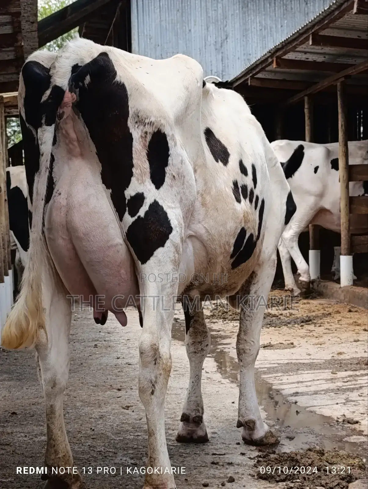 Dairy Farming