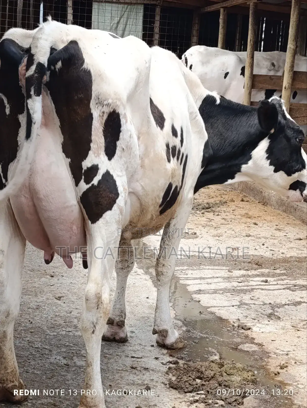 Dairy Farming