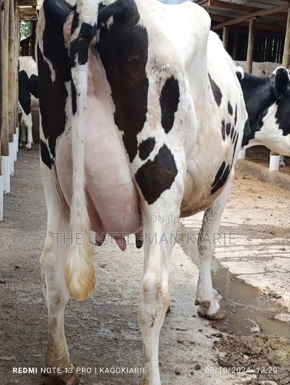 Dairy Farming