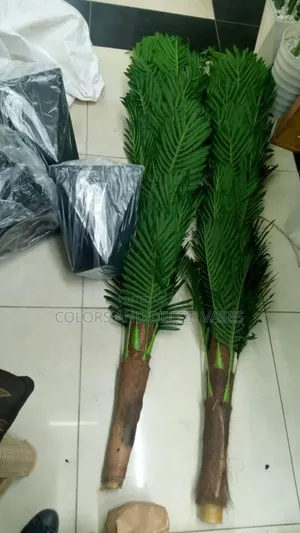 Big 1.8m Long Palm Trees Restocked