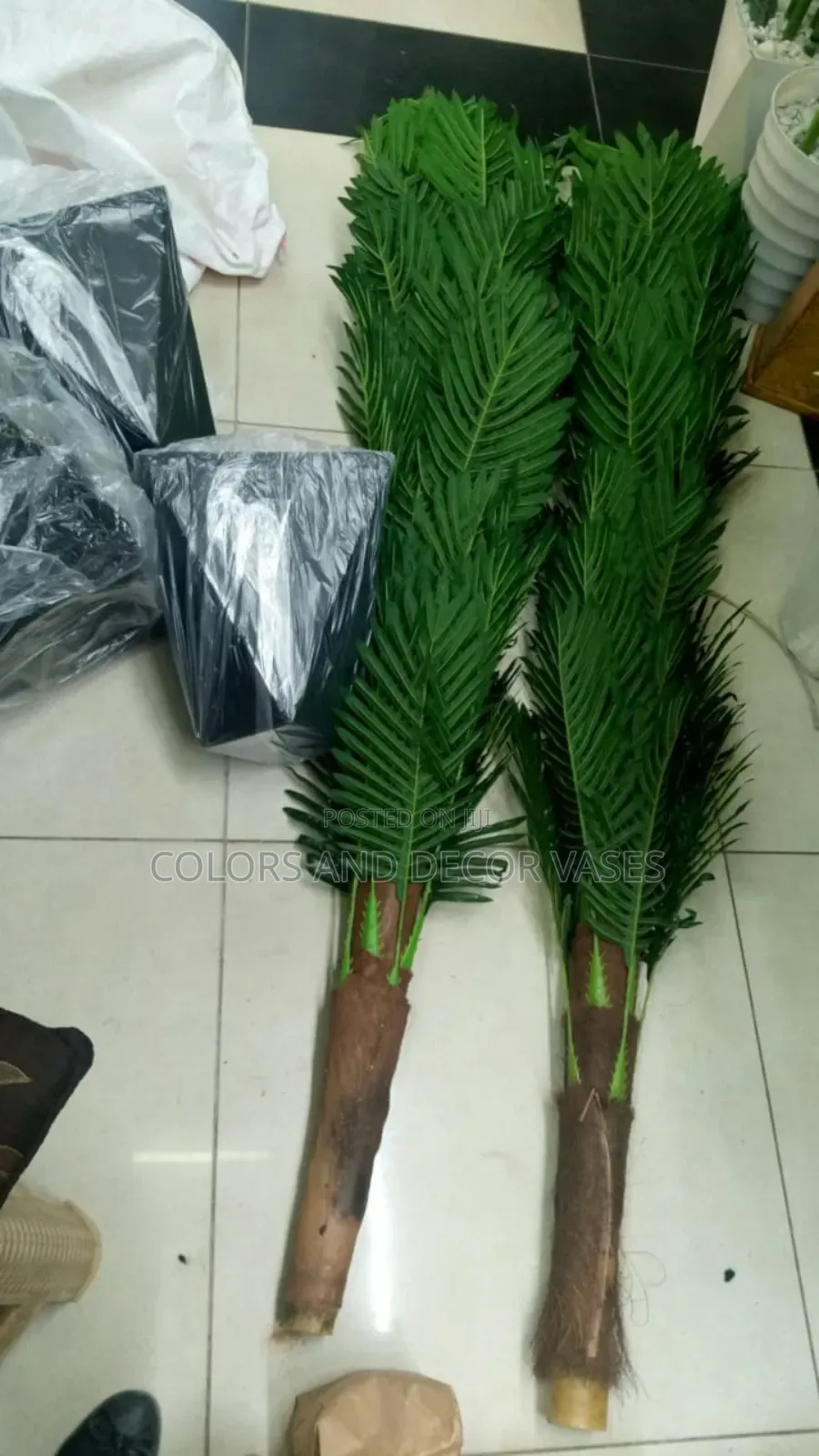 Big 1.8m Long Palm Trees Restocked