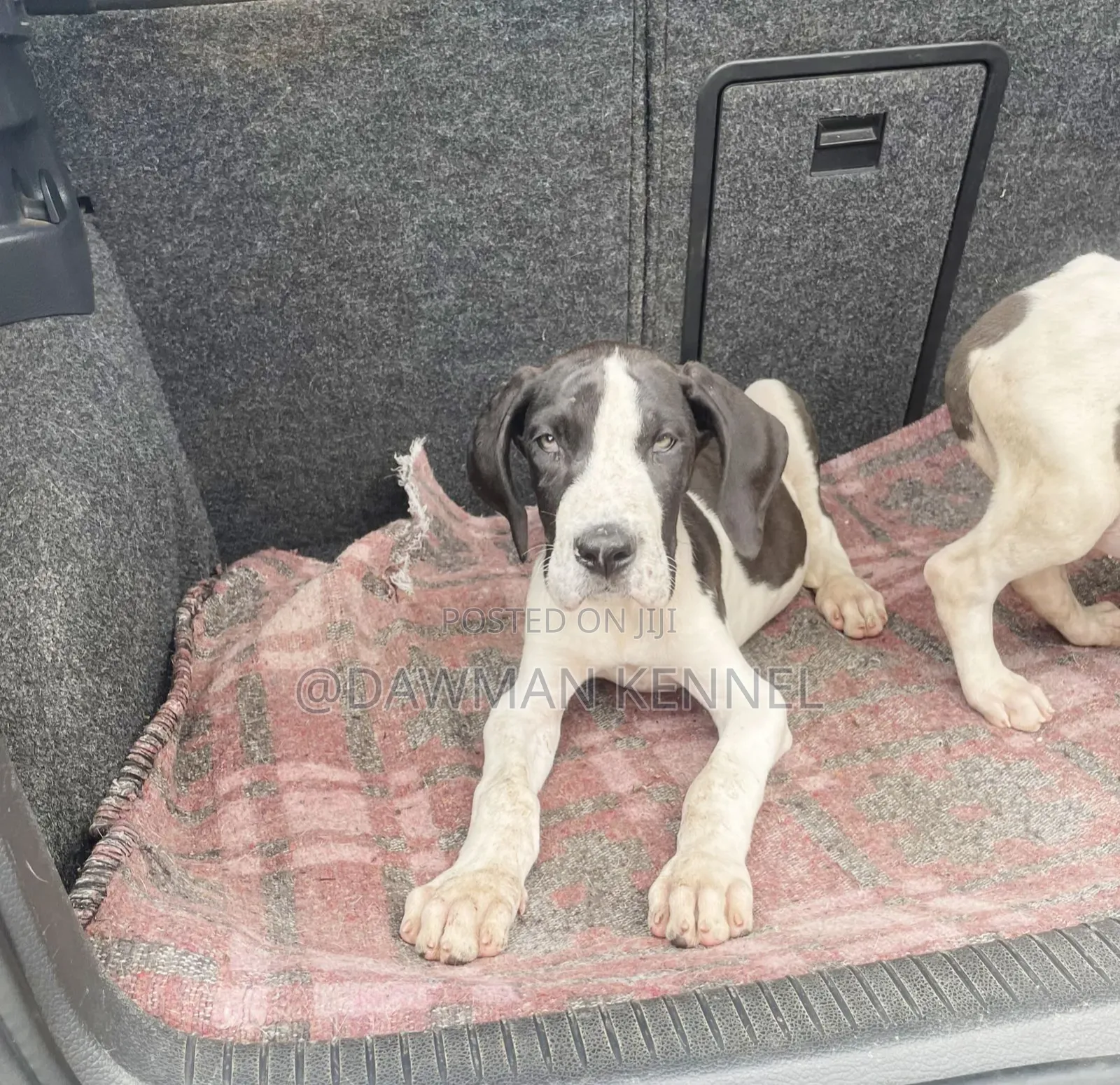 1-3 months Male Purebred Great Dane