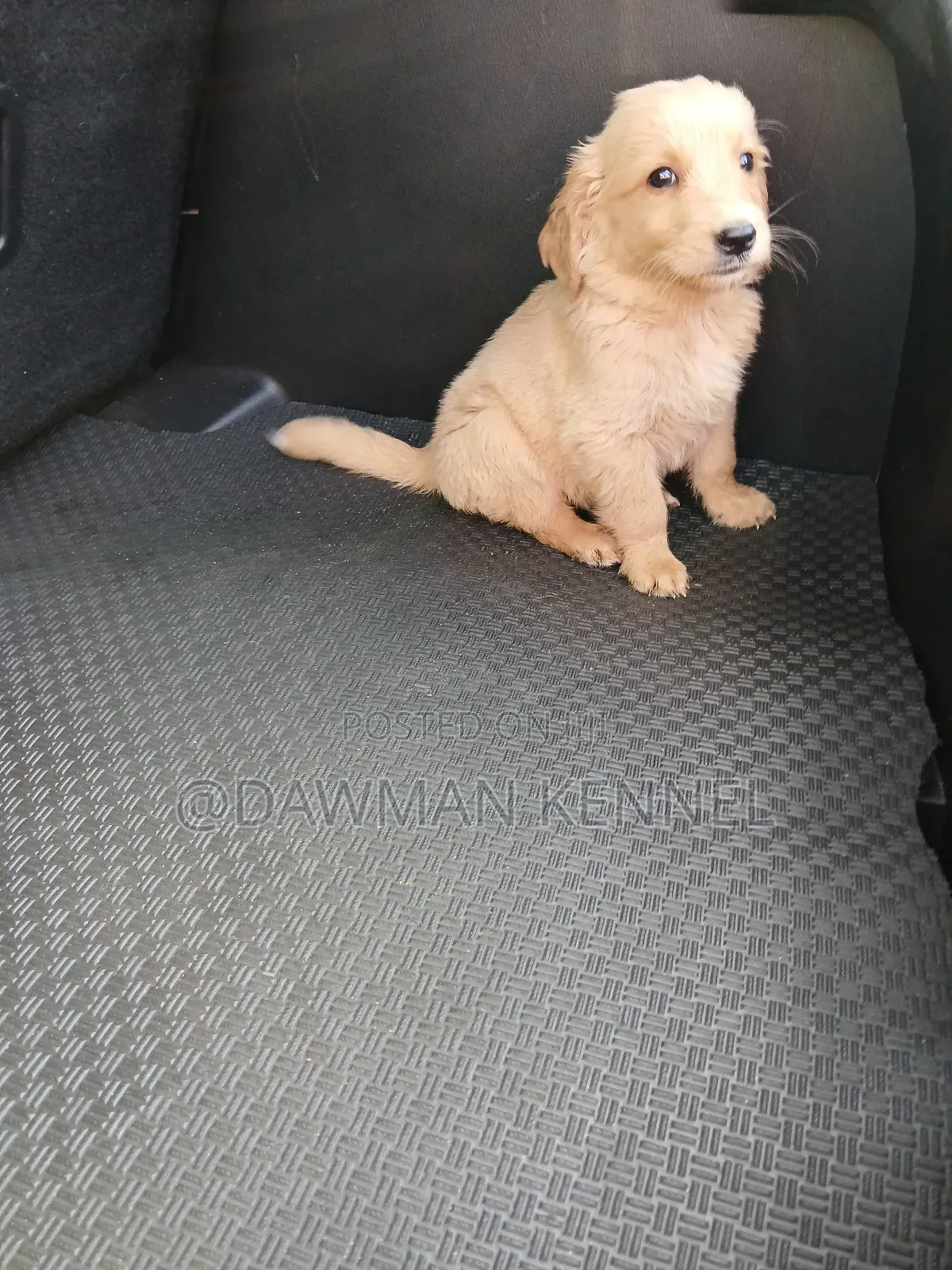 1-3 months Male Purebred Golden Retriever
