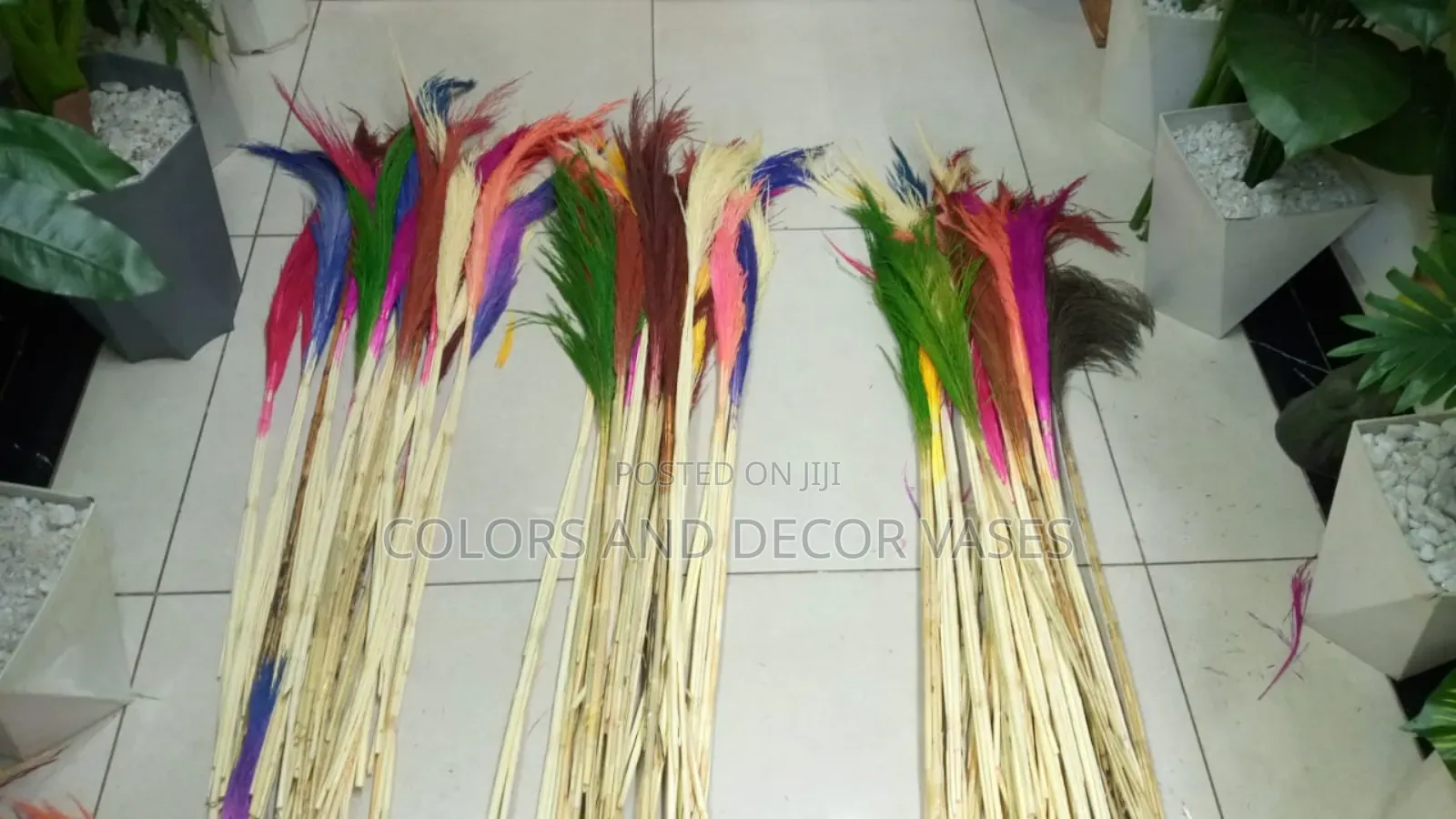 Beautiful Colored Pampas Grass