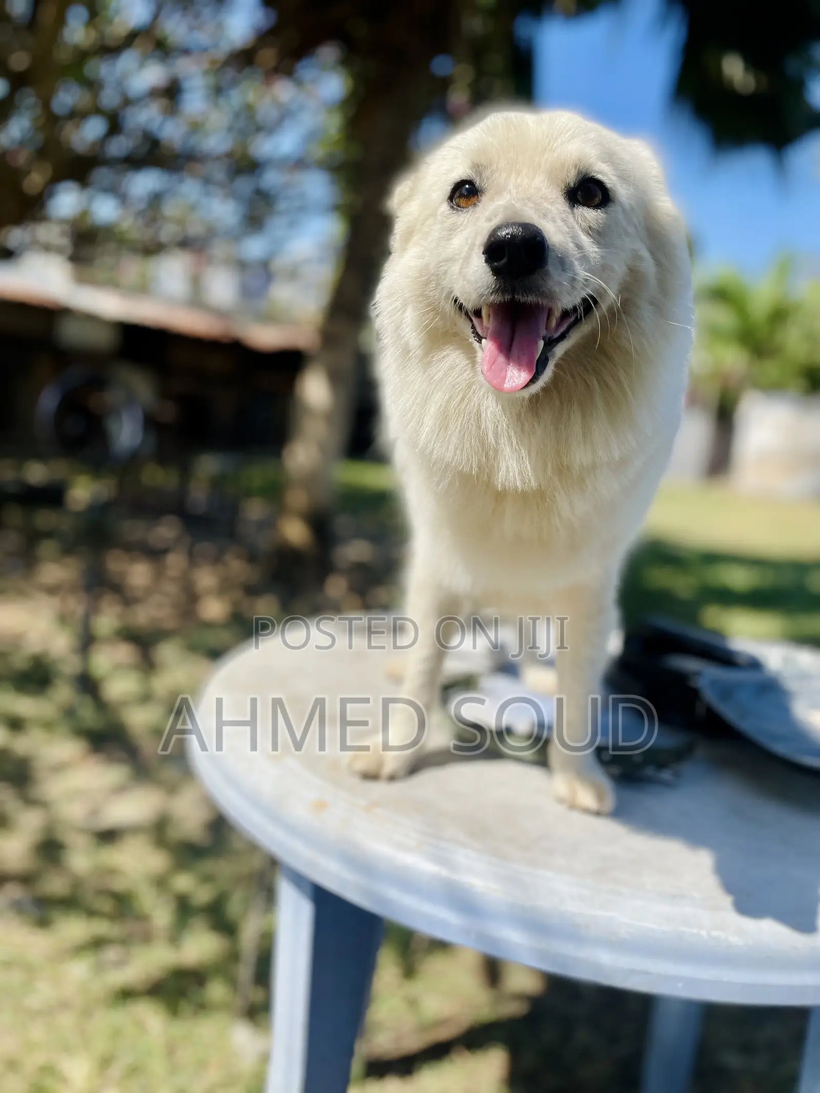 For Pets Services (Boarding, Grooming, Transport Walking)