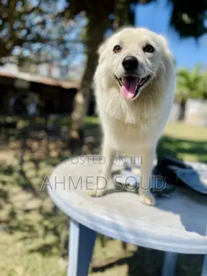 For Pets Services (Boarding, Grooming, Transport Walking)