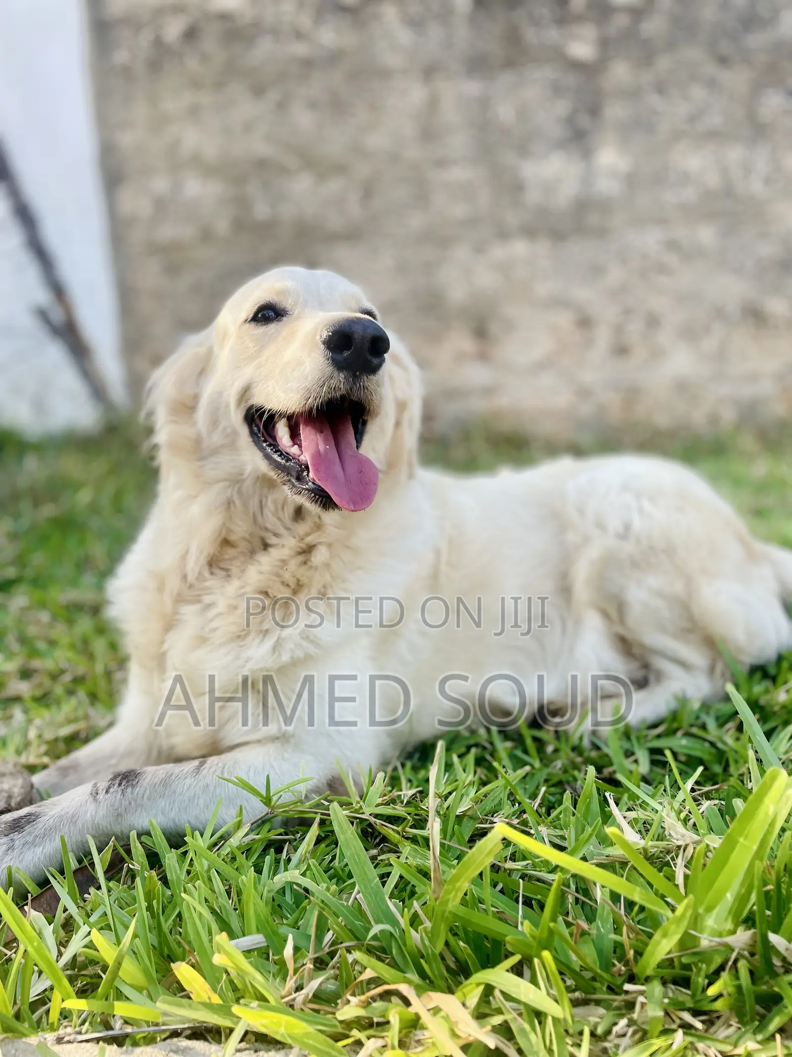 For Pets Services (Boarding, Grooming, Transport Walking)