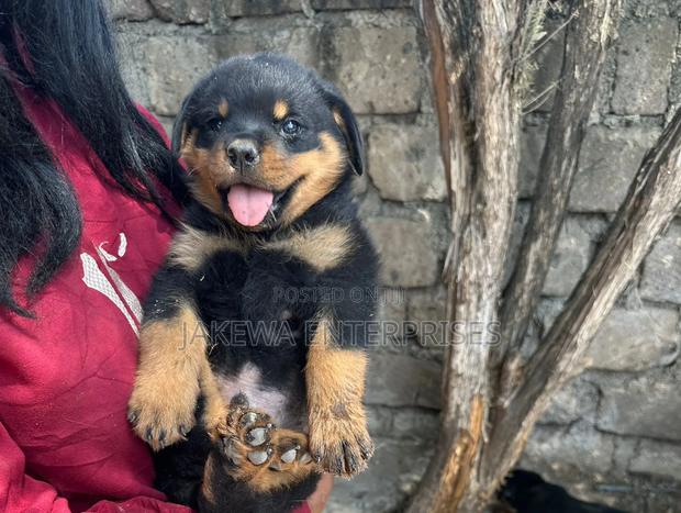 1-3 months Male Purebred Rottweiler - main view