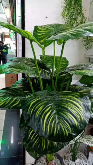 Big Stripped Plant KSH 7500 With Vase and Pebble Stones