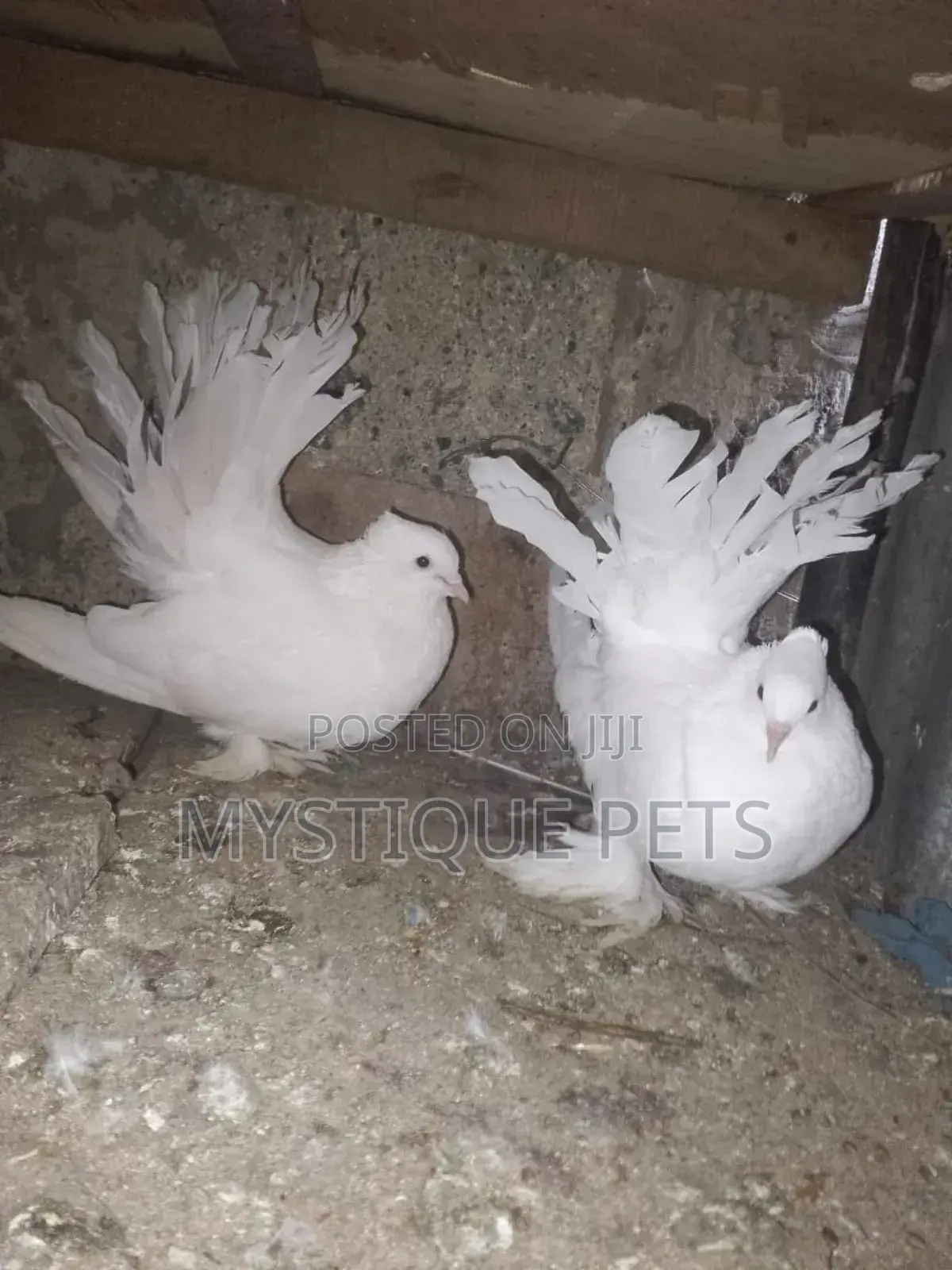 Fun Tail Birds