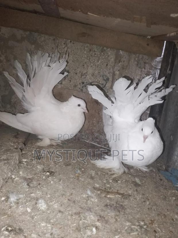 Fun Tail Birds