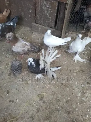 Fun Tail Birds