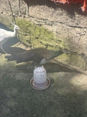 Birds Peacocks - thumbnail 2