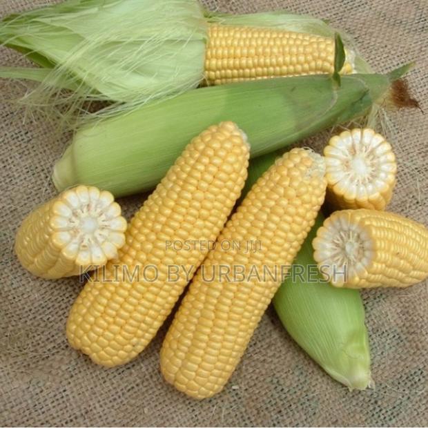 Sweet Corn Hybrix F1 Seeds 250g