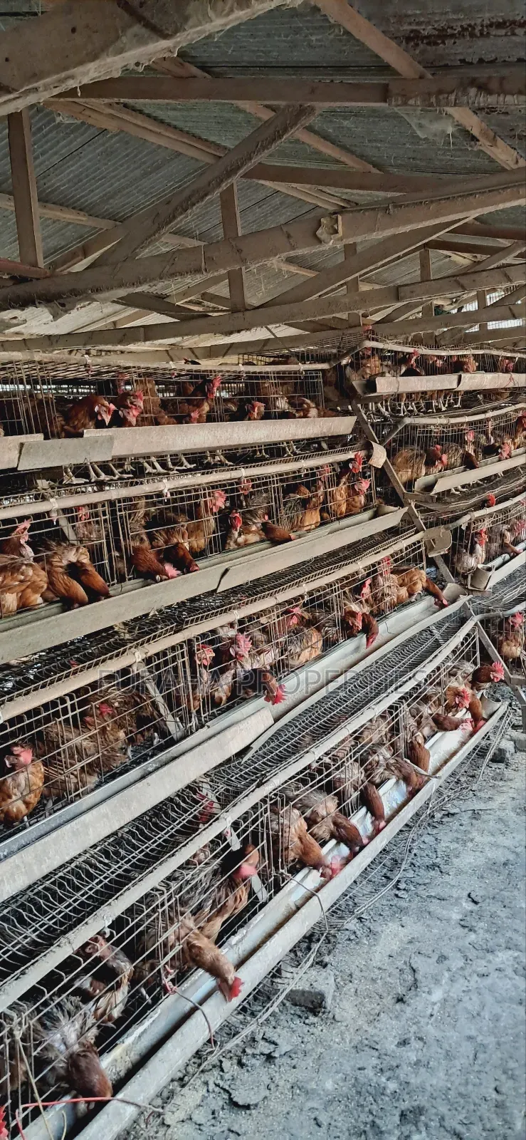 For Sale 3 Acres Poultry Farm Kikambala