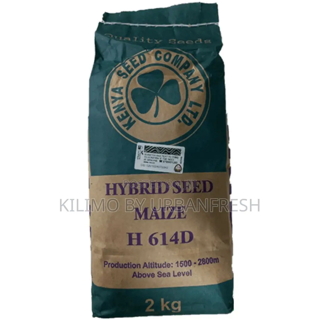 Hybrid Seed Maize H6213 Seeds 2kg