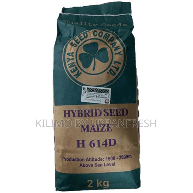 Hybrid Seed Maize H6213 Seeds 2kg