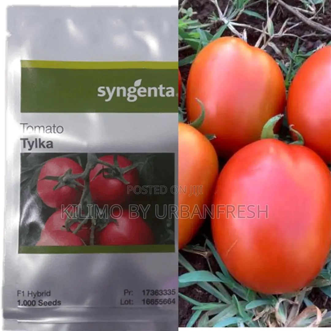 Tylka F1 Tomato (1000 Seeds at KSHS 10,150)