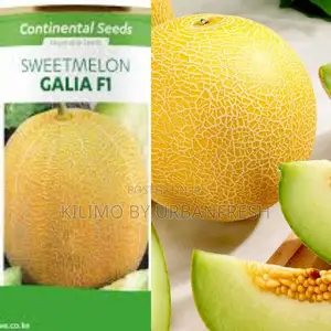 Sweet Melon Galia F1 Seeds 10g