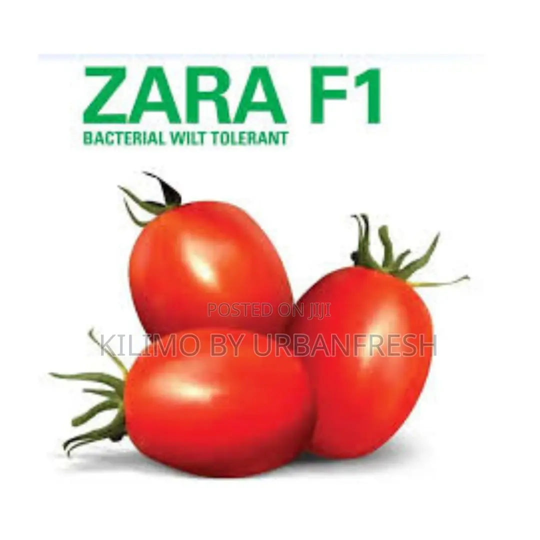 Zara F1 Tomato Seeds 10g