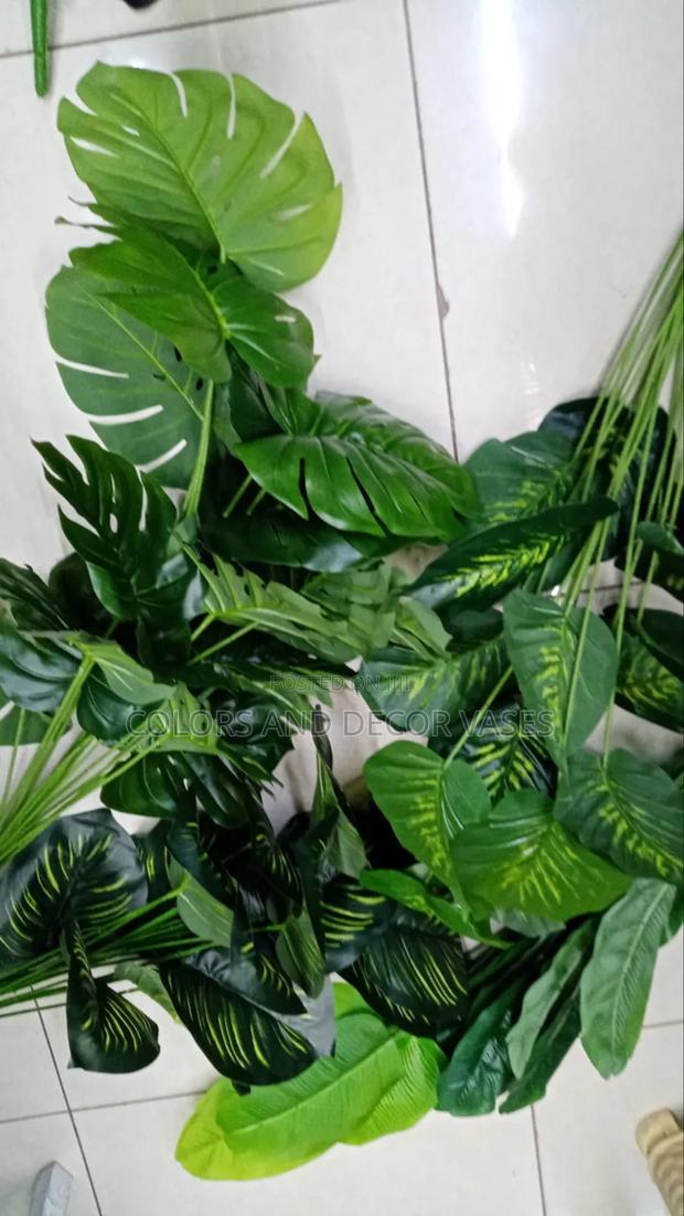 1m Plant Variety Ksh 2000.