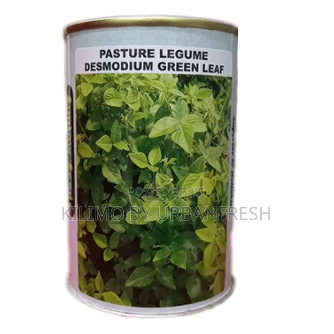 Pasture Legume Desmodium Grass Seeds 100g