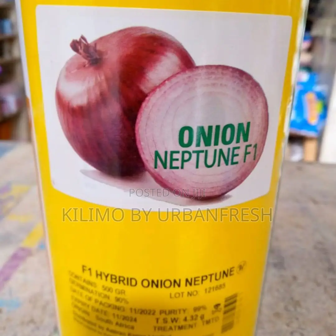 NEPTUNE F1 Onion Seeds 1 Kg