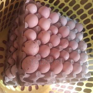Fertilised Eggs Improved Kienyeji - main view