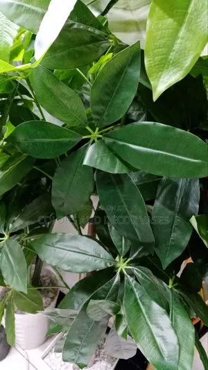 Artificial Mango Plant in Stock With Vase and Pebble Stones