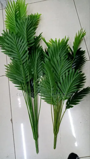 Palm 1m and 70cm All Available