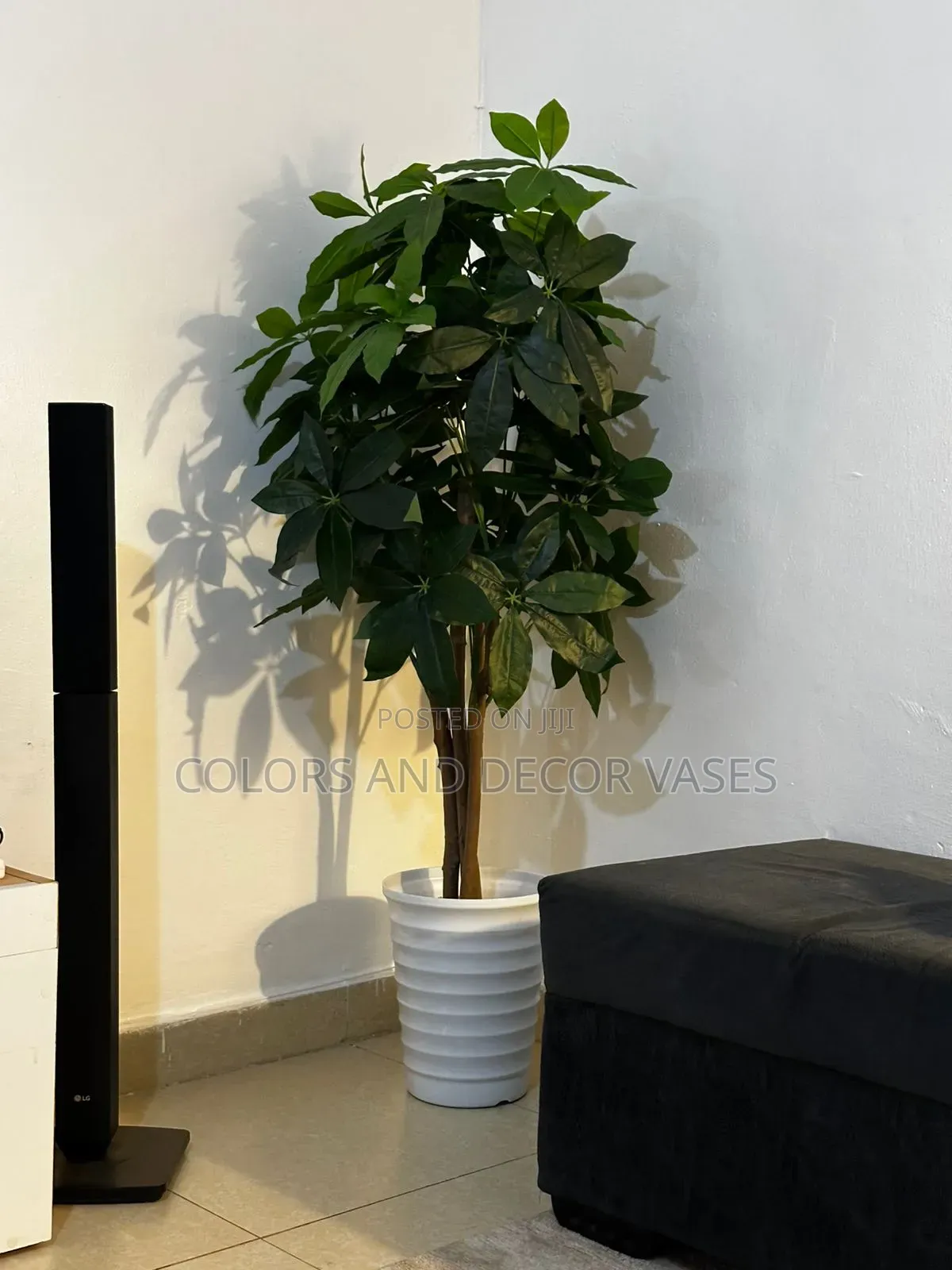 Happy Client Avacado Plant With Vase