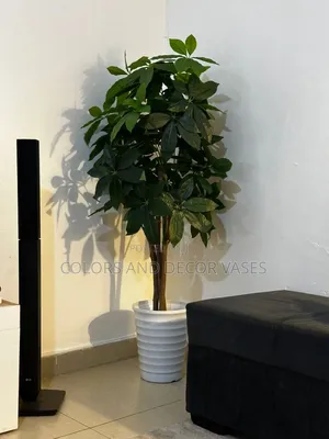 Happy Client Avacado Plant With Vase