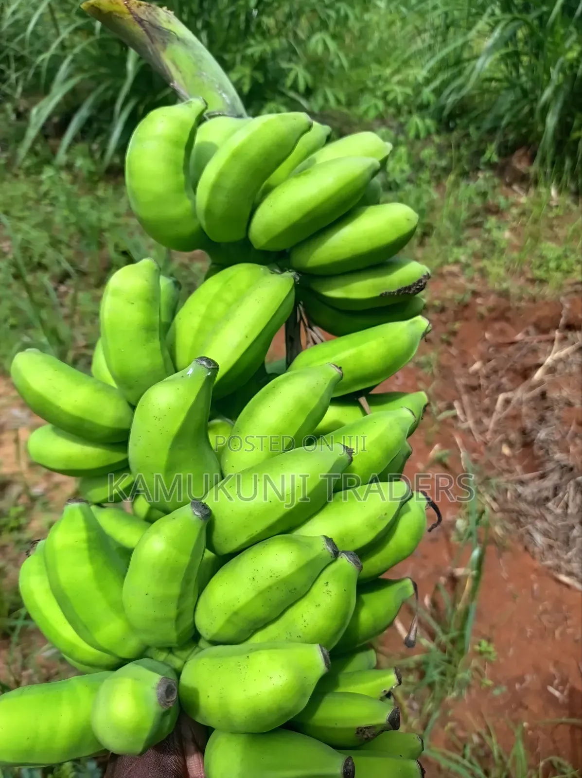 Banana Suckers |Ripening and Cooking Plantain