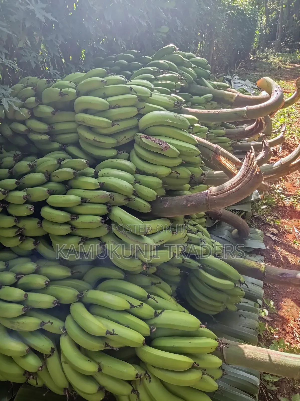 Banana Suckers |Ripening and Cooking Plantain