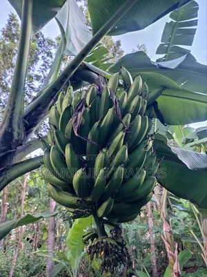 Banana Suckers |Ripening and Cooking Plantain