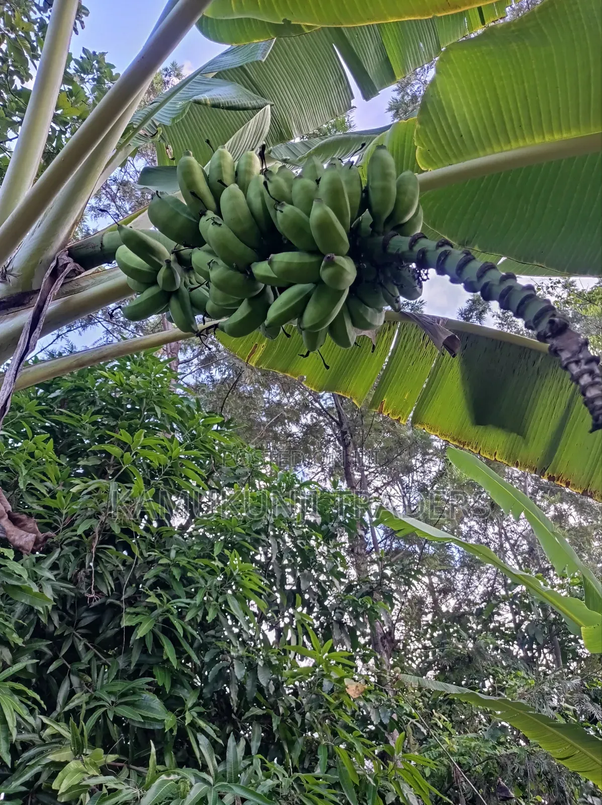 Banana Suckers |Ripening and Cooking Plantain