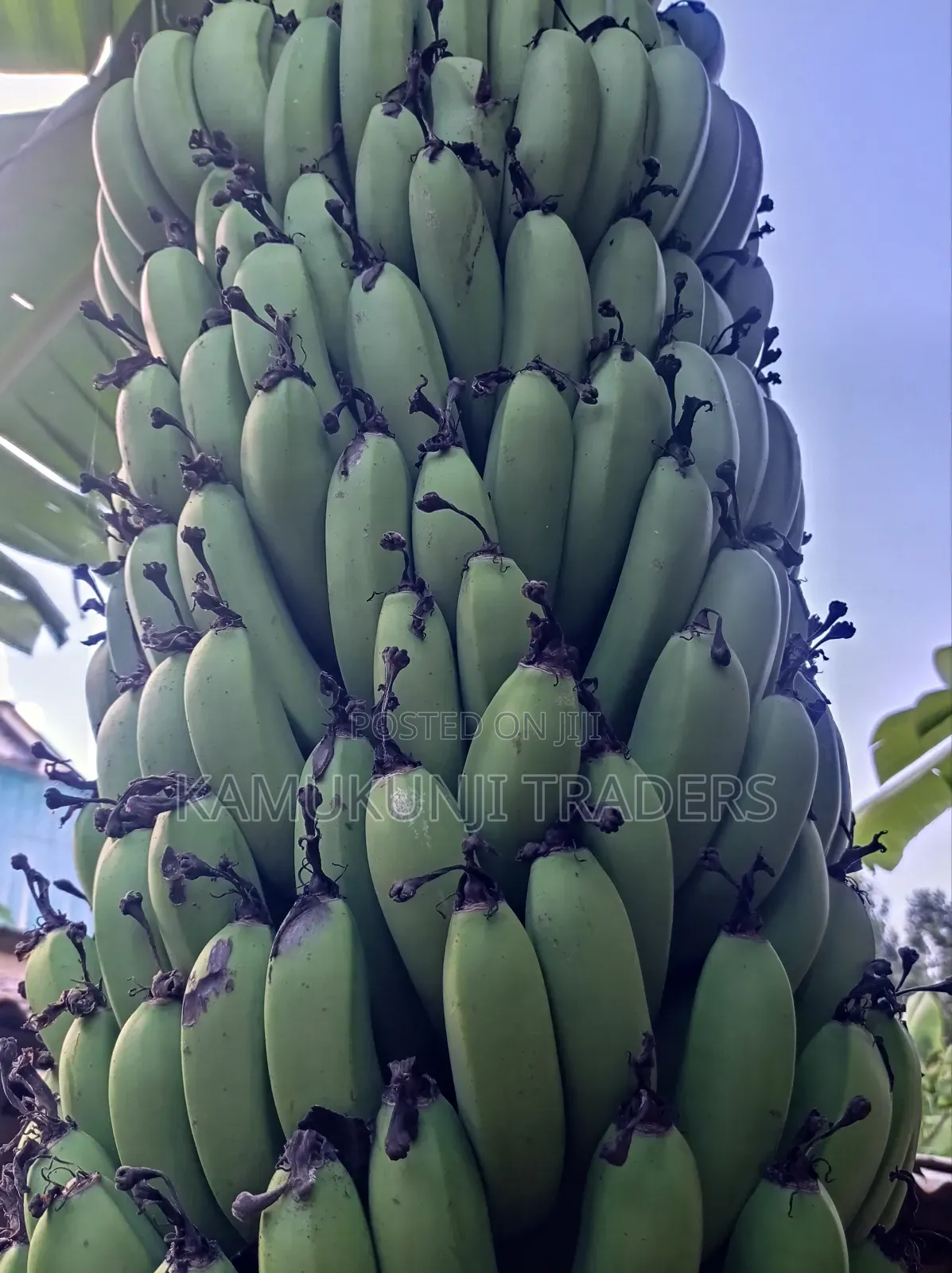 Banana Suckers |Ripening and Cooking Plantain